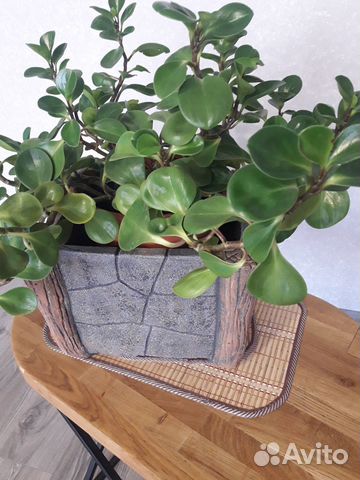 Вазоны (горшки) для цветов уличные