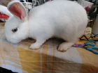 Декоративный кролик с клеткой объявление продам