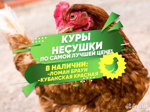 Куры молодки несушки