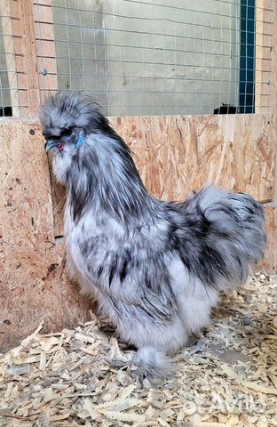 Петух китайский шелковый