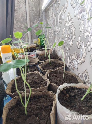 Рассада цветов