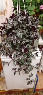 Традесканция зебрина