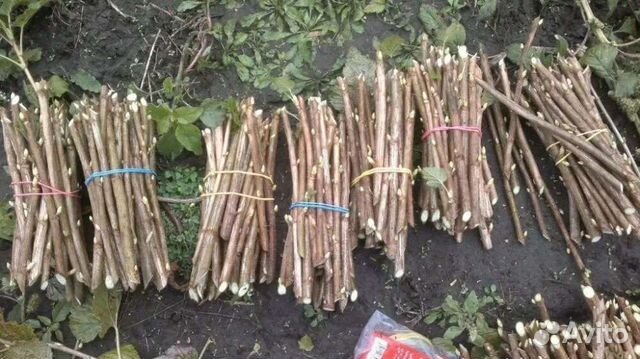 Черенки смородины, йошты, форзиции, облепихи