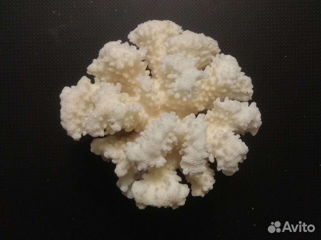 Коралл поциллопора