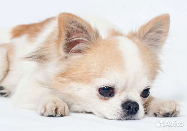 Кобель чихуахуа на вязку, РКФ