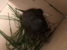 Черепаха болотная объявление продам