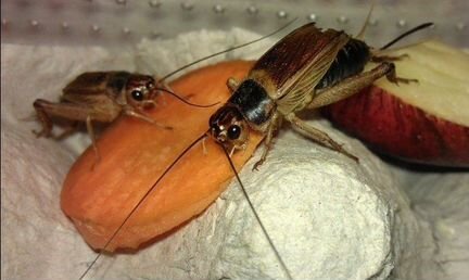 Кормовые насекомые (опт)