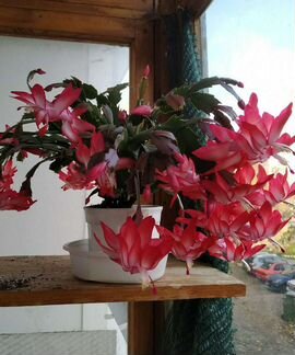 Шлюмбергеры (декабристы) подрощенные