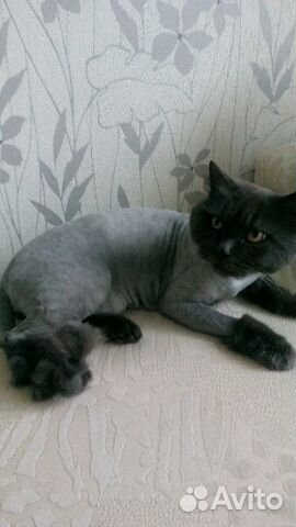 Стрижка кошек,только с выездом к вам на дом