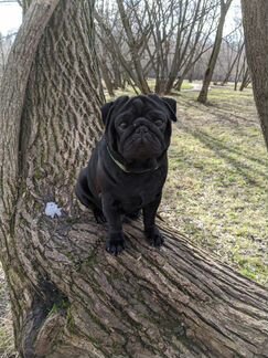 Вязка кобель мопс