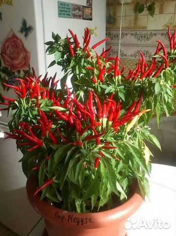 Комнатный перец полуострый и острый