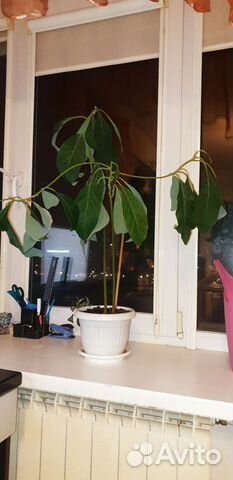 Авокадо дерево