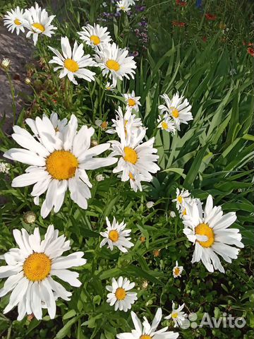 Ромашка саженцы