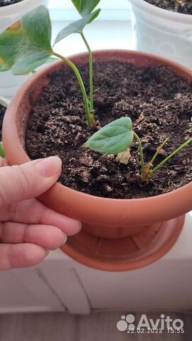 Антуриум детка красный и розовый