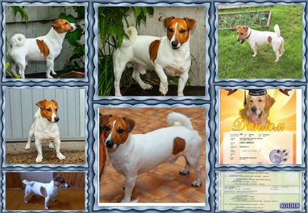 Вязка джек рассел терьер, кобель