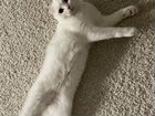 Красивая белая домашняя кошка объявление продам