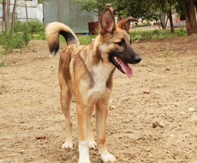 Метис лайки