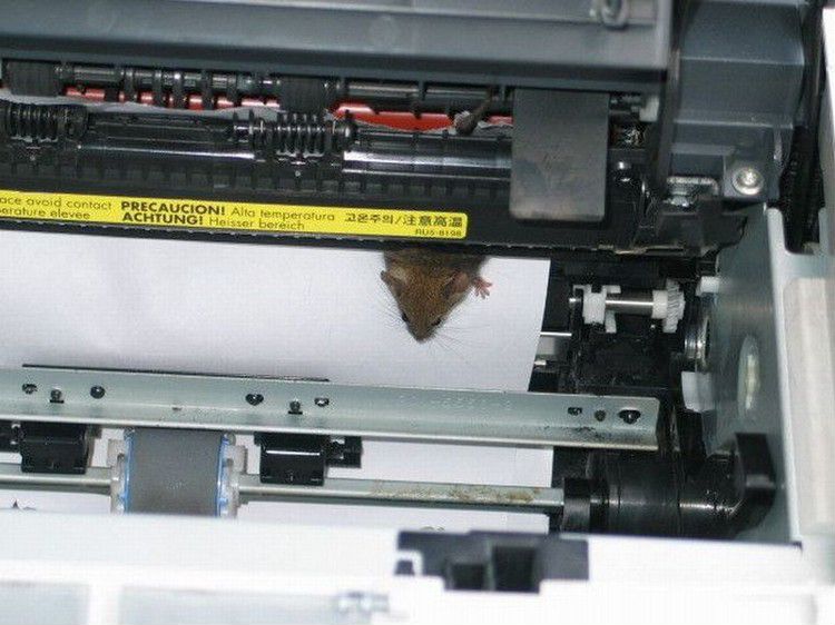 Зажевало бумагу принтер canon. Что с принтером мышку зажевало. Мышь в принтере. Мышь в картридже. Мышка застряла в принтере.