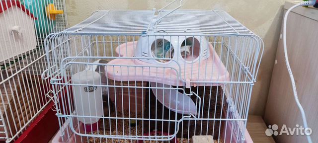 Передержка мелких животных и птиц