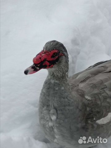 Инкубационное яйцо индоутки