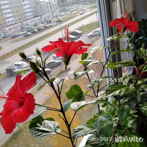 Гибискус китайская роза