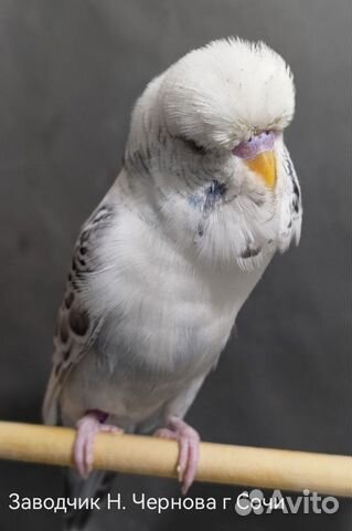 Ввп Чех самец