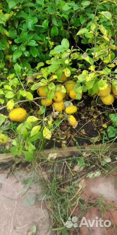 Сибирский лимонник- японская айва (хеномелес)