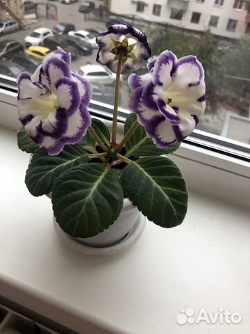 Сортовая глоксиния