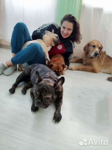 Передержка собак