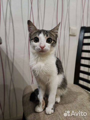 Котенок