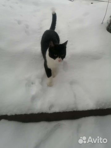 Кот