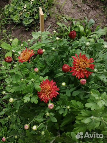 Хризантема кустовая