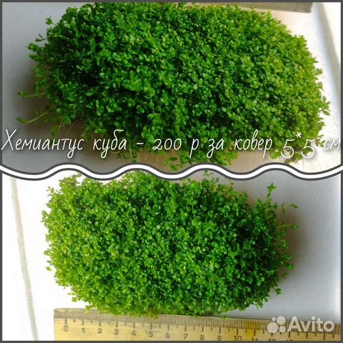 Хемиантус куба / жидкое удобрение