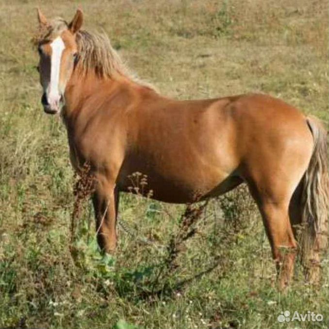 Файл:Quarter Horse  Википедия