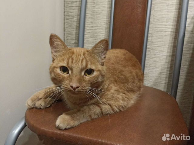 Кот в добрые руки