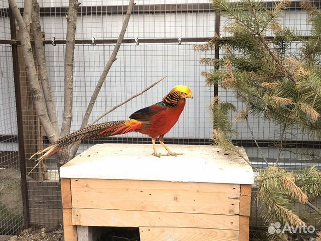 Фазаны серебряные,золотые,румынские,лимоные,охотн