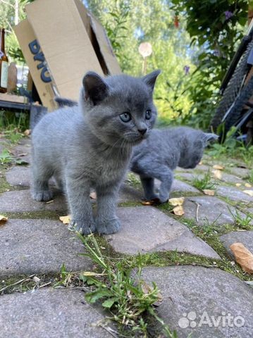 Помесь британки и русского голубого