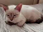 Тайские котята тайский котёнок Меконгский бобтейл объявление продам