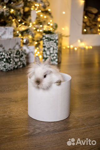 Кролик в аренду
