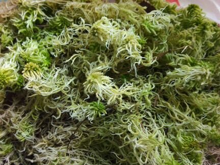Мох сфагнум свежий