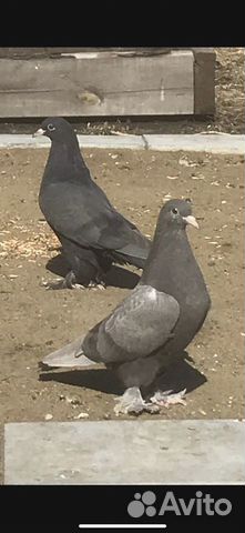 Голуби турецкие такла