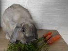Декоративный карликовый кролик объявление продам