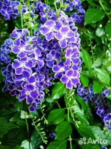 Дуранта цветы комнатные