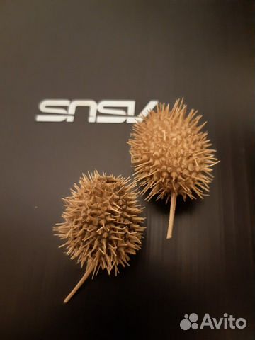 Бурнаки (верблюжья колючка) от гайморита