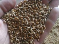 Озимая фуражная пшеница