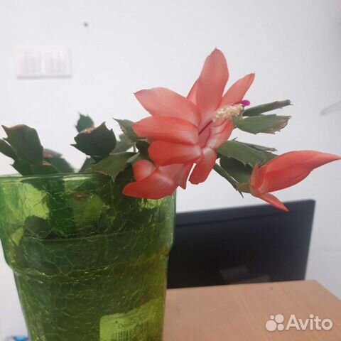 Декабрист белый, красный, розовый, фиолетовый