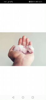 Корм змеям и рептилиям