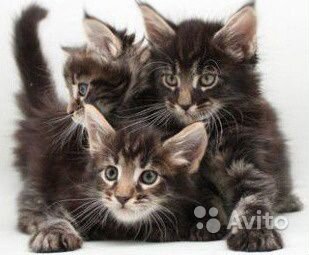 Котята классики и полидакты 2кота мейнкун на вязку