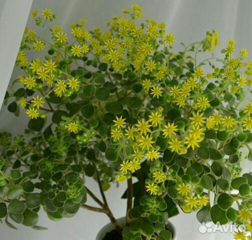 Комнатные растения