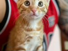 Котёнок рыженький объявление продам